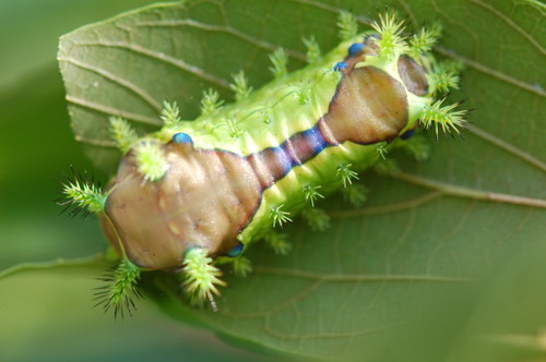 イラガの幼虫の写真