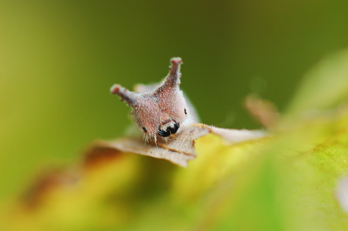 ゴマダラチョウ幼虫の写真