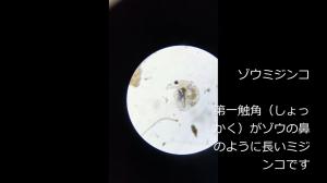 水の中の小さな生き物（動くプランクトン）動画の画像