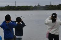 彩湖にてオオバンを観察