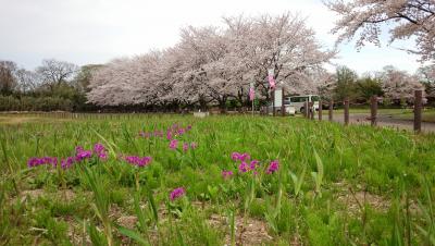 戸田ヶ原桜とサクラソウの写真