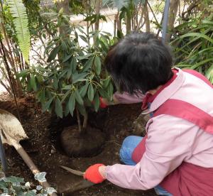 シャクナゲの植樹写真