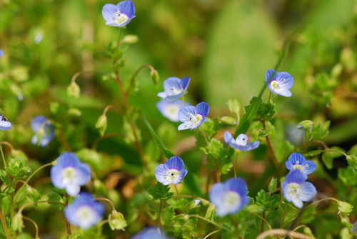 彩湖の植物 オオイヌノフグリ 戸田市公式サイト