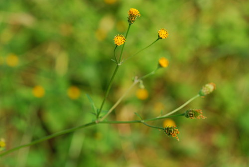 コセンダングサ花の写真