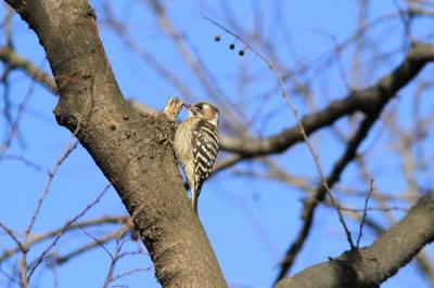 鳥 ギーギー 鳴く 野鳥図鑑（身近な鳥）