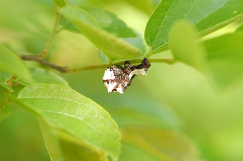 オカモトトゲエダシャクの幼虫の写真.