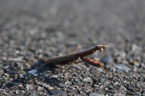 コカマキリの写真