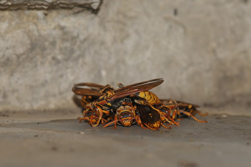 セグロアシナガバチの写真
