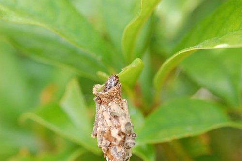 チャミノガの幼虫の写真
