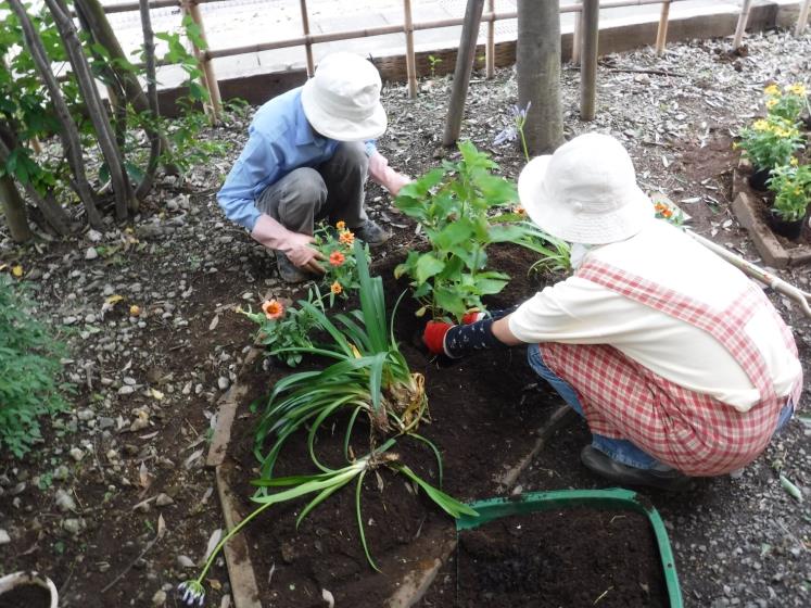 緑のボランティアアジサイの植樹写真