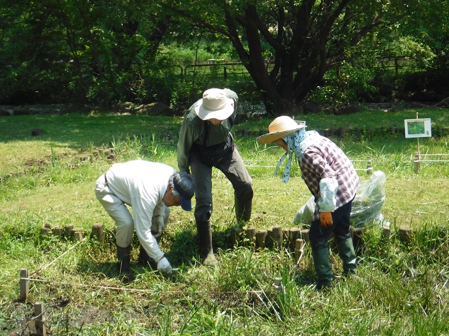 野草園5月の活動写真