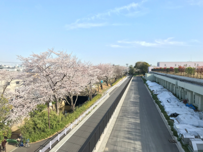 さくら川沿い桜の風景の写真