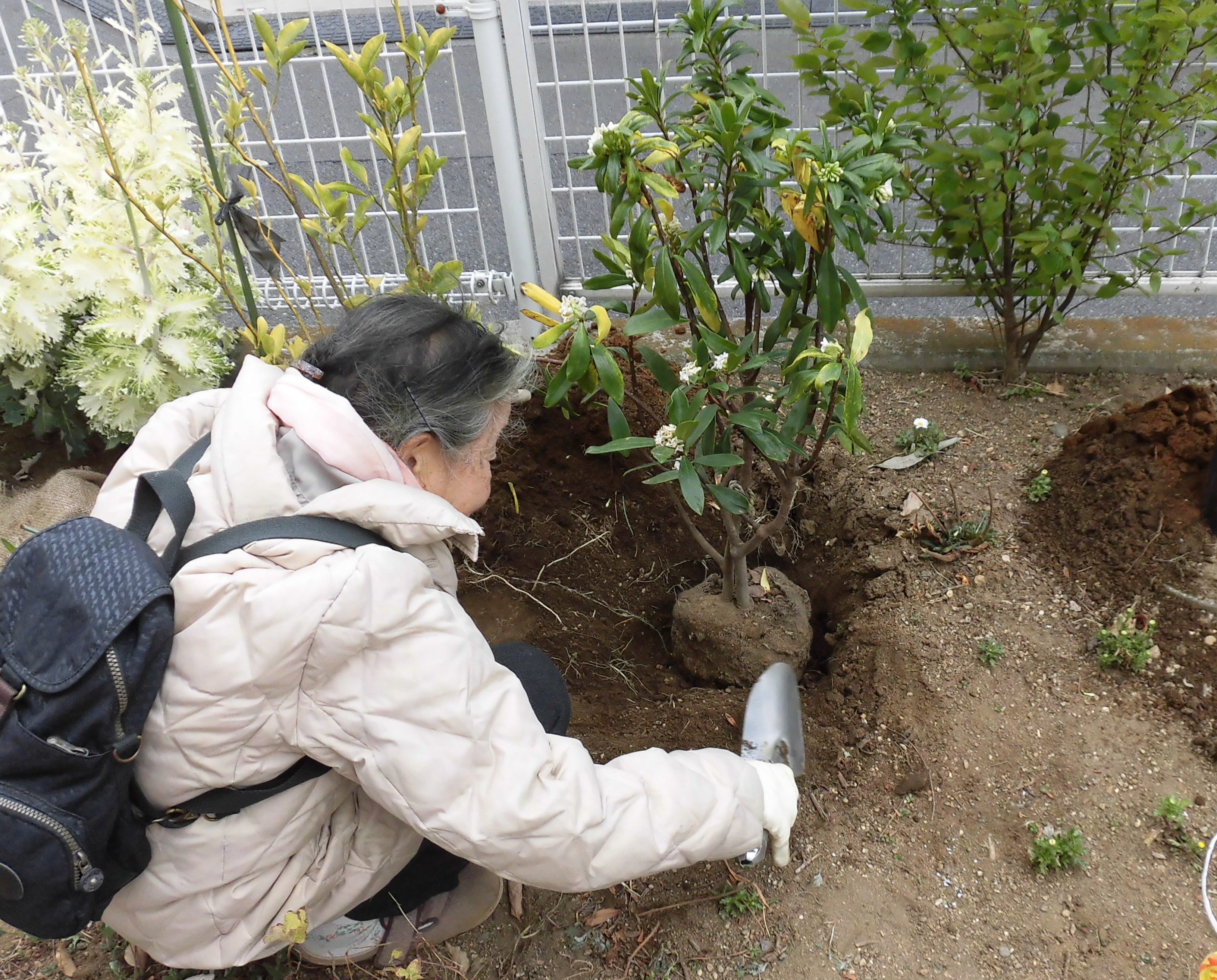 安曇バラの会植樹写真