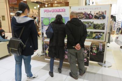 さくらそう展示会市民の写真