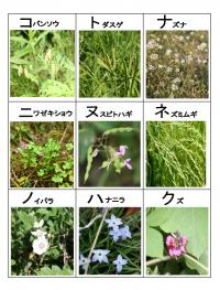 植物カルタ3ページの画像