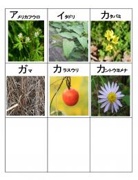 植物カルタ6ページの画像