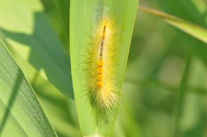 スゲドクガ幼虫の画像