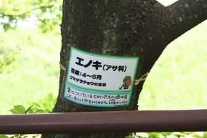 エノキの樹名板の画像