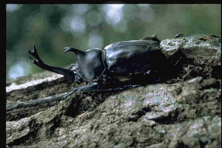 カブトムシの写真