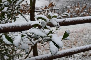 葉っぱに積もった雪の画像