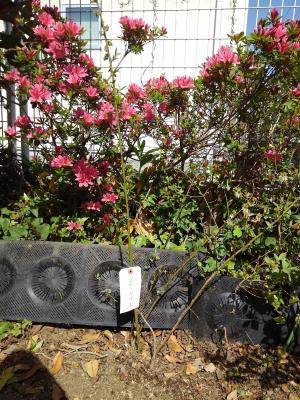 グリーンウェイブ安曇バラの会ブルーベリーの写真