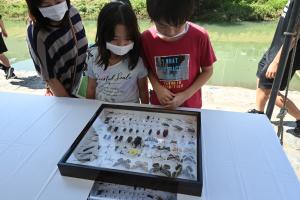 笹目川水族館昆虫標本を見ているこどもたちの写真