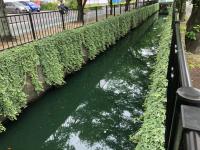 新曽さくら川が緑色に変色した写真