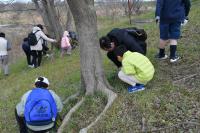 ゴマダラチョウの幼虫探し