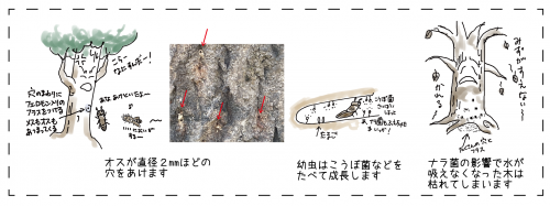 カシノナガキクイムシが気を枯らす仕組み