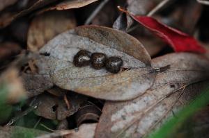 冬越しをしているマルカメムシ