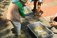 イタドリのタコ釣り