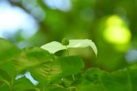 ヤマボウシ
