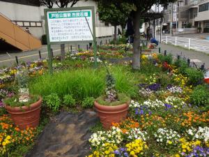戸田公園駅前の花壇の様子