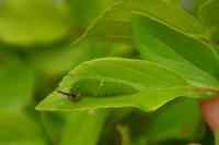 アカボシゴマダラの幼虫