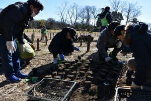 サクラソウ植付イベント