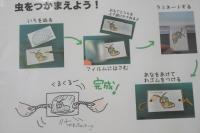 虫をつかまえよう