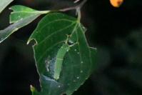 アカボシゴマダラ幼虫