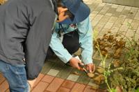 アオギリのタネ