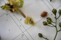 オオオナモミの中の実