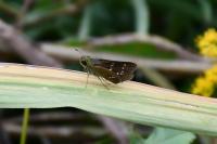 イチモンジセセリ