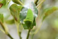 アオスジアゲハの幼虫