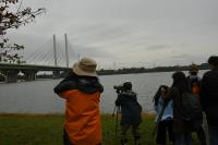 ミサゴが魚を食べているところを観察