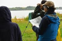 オオバンの説明