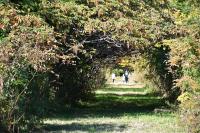 木の葉のトンネルにて