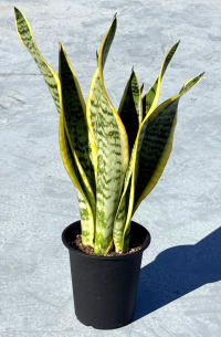 サンスベリア画像