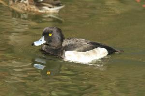 キンクロハジロ