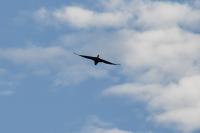浄化機場上空のカワウ