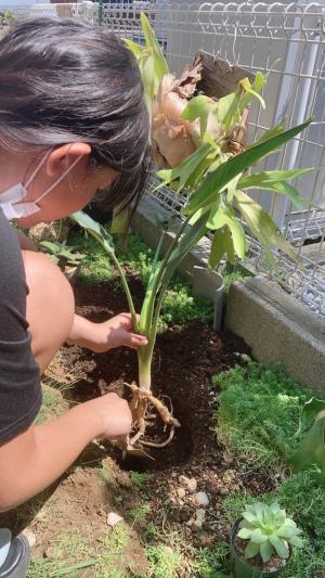 ストレリチアを植樹する子供の写真