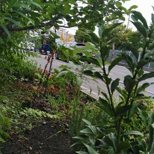 植樹された樹木の写真