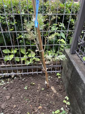 植樹されたミモザ